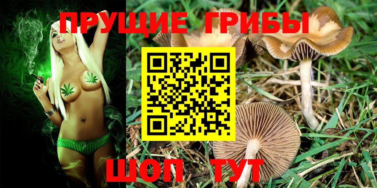 Псилоцибиновые грибы Psilocybe Ухта